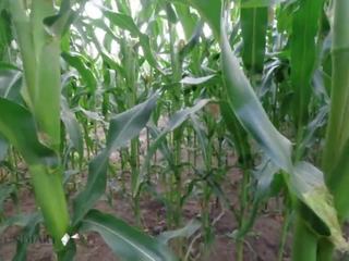 Risky Public Nature Fuck in a Cornfield...